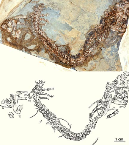 Kryptodrakon progenitor Basal Member of the Pterodactyloidea