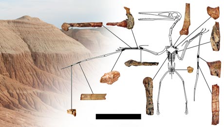 Kryptodrakon progenitor Basal Member of the Pterodactyloidea