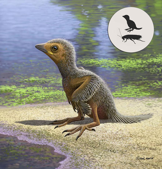 Early Cretaceous Enantiornithine Shines Light on Early Bird Evolution