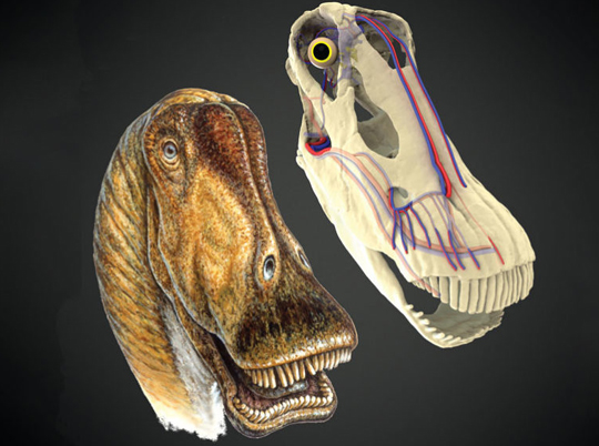 Tyrannosaurus rex was a sensitive lover, new dinosaur discovery suggests, Dinosaurs