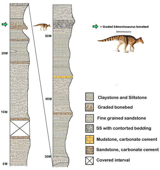 Fossil Dinosaur Edmontosaurus Tibia Piece Lance Creek Fm 