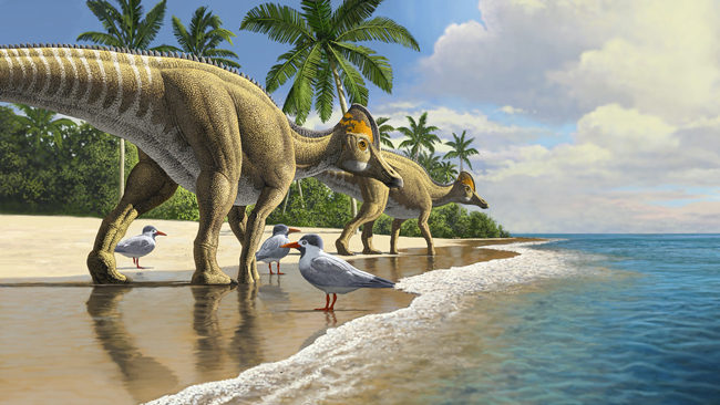 Sauropod swimmers or walkers?