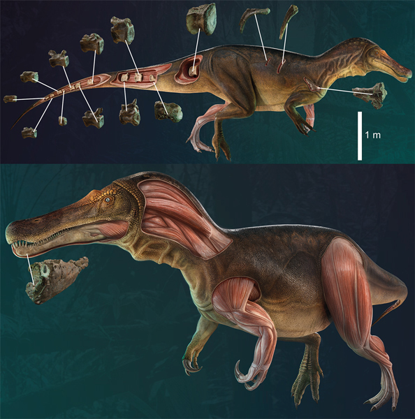 Paleontologists Stunning Conclusion: 2.5 Billion T. Rexes Roamed North  America Over the Cretaceous Period