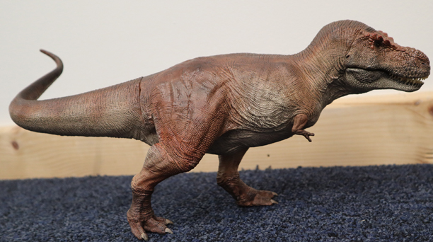 T. rex may have had brains and brawn •