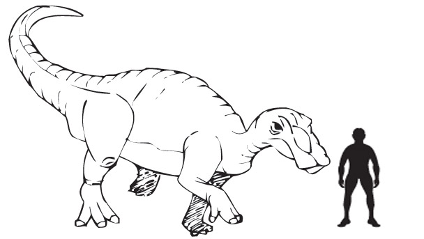 Edmontosaurus dinosaur model scale drawing.