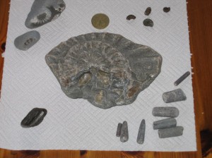 Fossils found at Lyme Regis (Dorset).