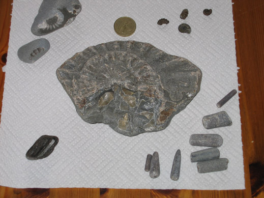 Fossils found at Lyme Regis (Dorset). What is a fossil?