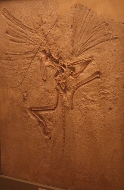 Archaeopteryx fossil cast