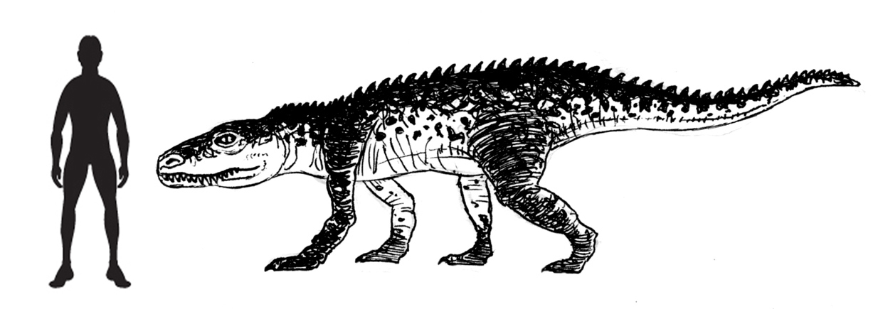 Scale drawing of Postosuchus