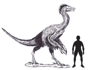 A scale drawing of Beishanlong grandis dinosaur.