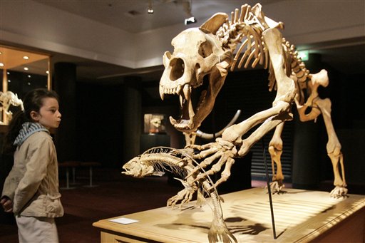 A mounted cave bear fossil from an auction.