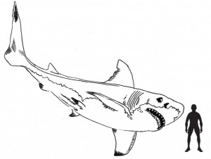 Megalodon scale drawing.