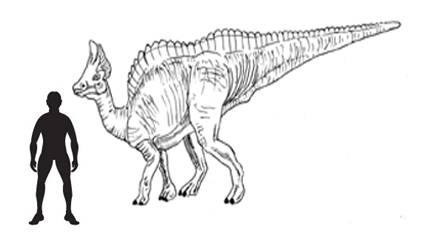 A drawing of the CollectA Olorotitan model.