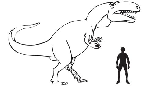 A scale drawing of Megalosaurus.