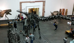 Sauropod skeleton (cast) on display.