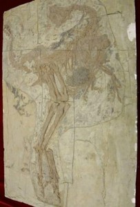 anchiornis fossil
