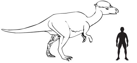 Pachycephalosaurus a new bone-headed dinosaur is described.