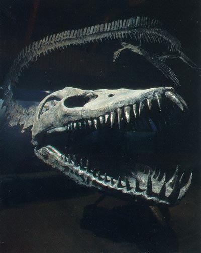 Elasmosaurus fossil