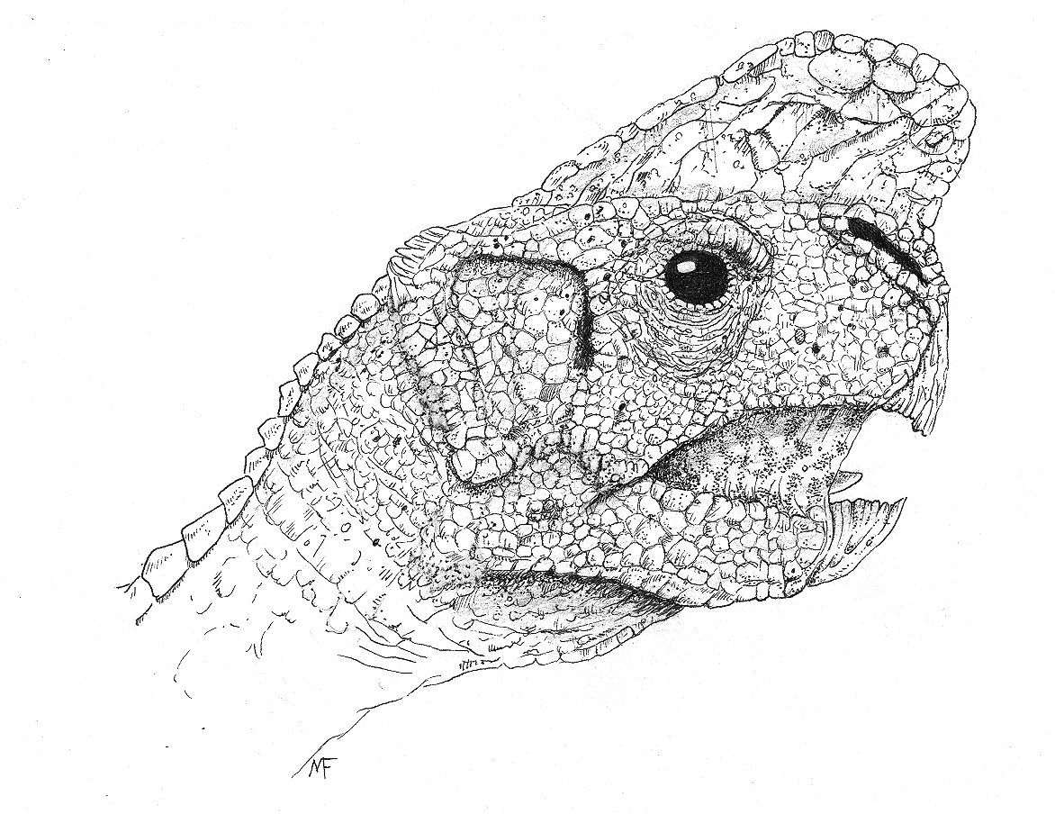 Oviraptor illustrated.