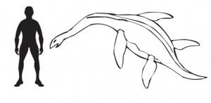 Plesiosaurus drawing.