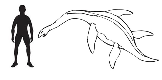 Plesiosaurus drawing.