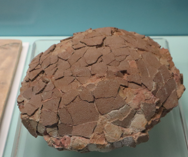 Dinosaur eggs studied by palaeontologists.