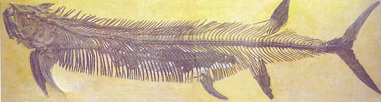 A fossil fish within a fish