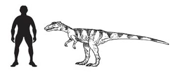 Herrerasaurus scale drawing.
