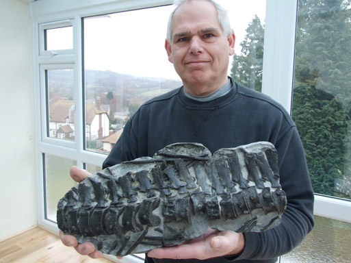 Tail bones of an Ichthyosaur from Lyme Regis.
