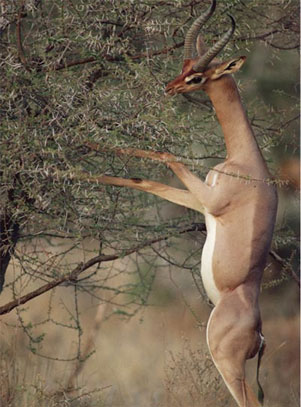 A Gerenuk Antelope Browsing