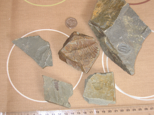 A selection of trilobite fossils.