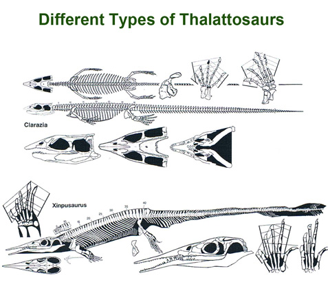 Illustrating thalattosaurs.