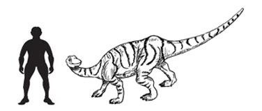 Camptosaurus dinosaur bones studied.