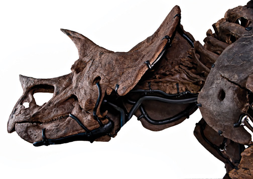 Triceratops fossil mount.