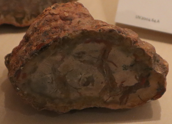 Mystery fossil object - a coprolite