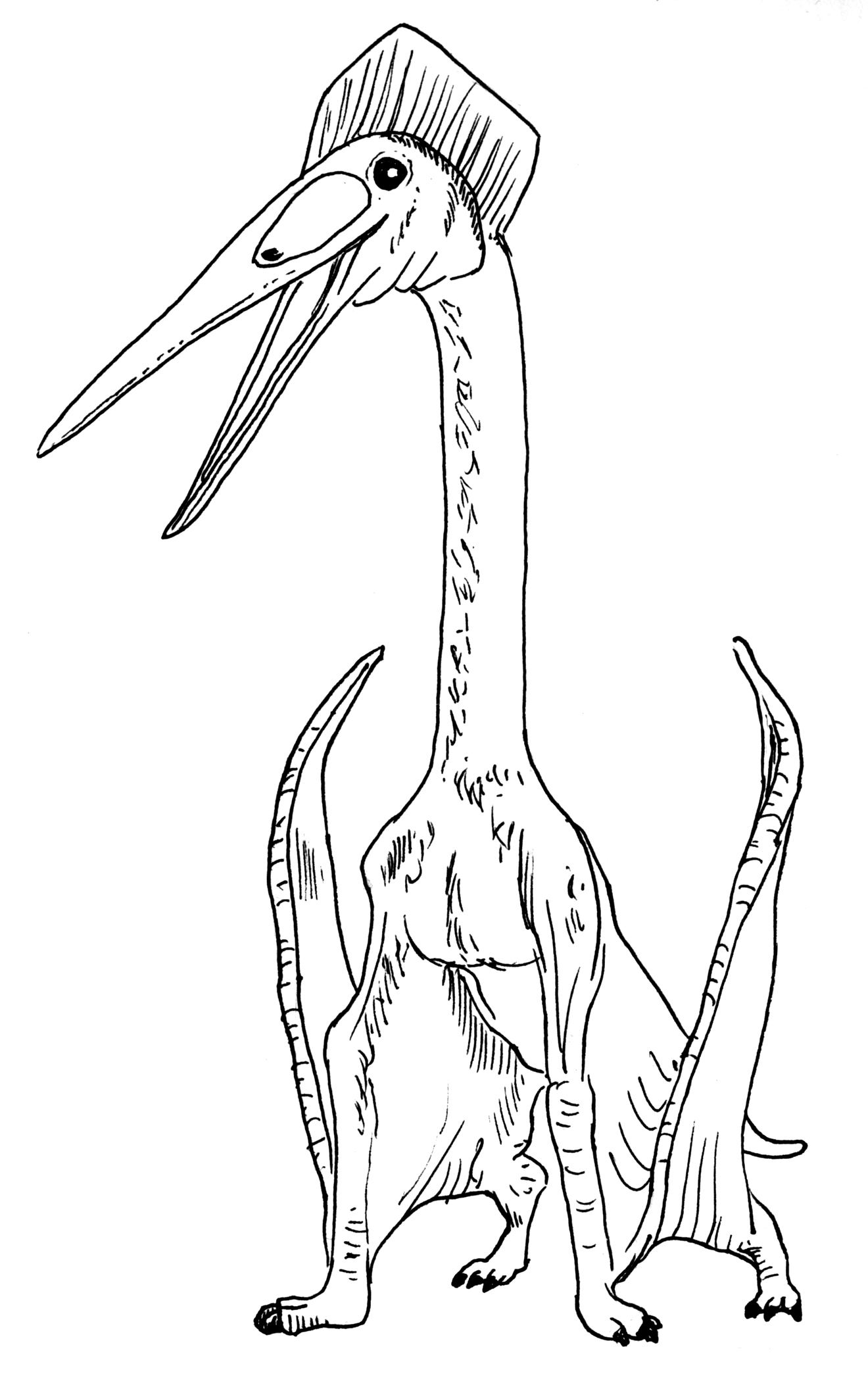 Hatzegopteryx drawing.