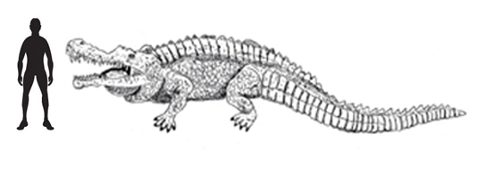 Sarcosaurus scale drawing