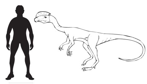 Sarcosaurus drawing.