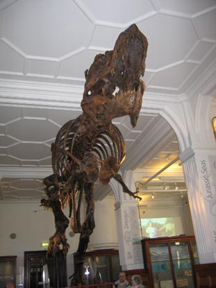 Tyrannosaurus rex cast skeleton on display