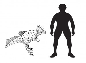 Koreaceratops scale drawing.
