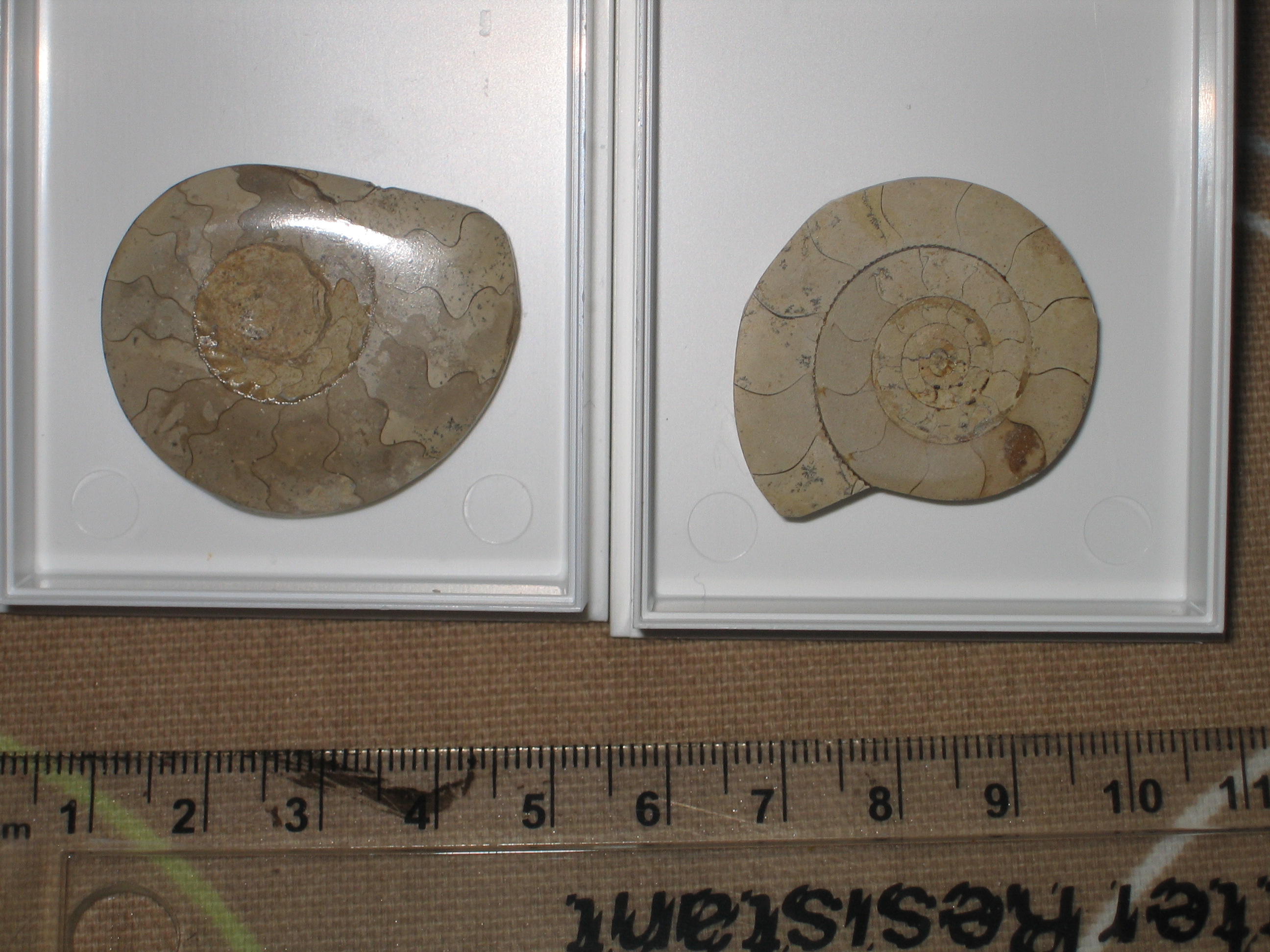 Polished ammonite fossils.