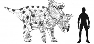 Kosmoceratops scale drawing.