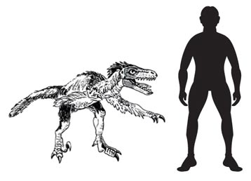 Velociraptor scale drawing.