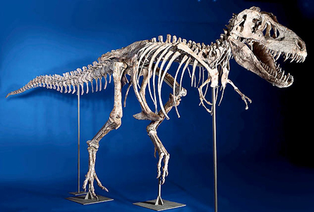 Mounted Tarbosaurus Specimen.