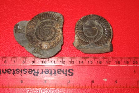 Examples of fossil Ammonites.