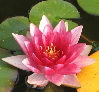 A water lily in flower.