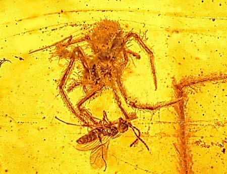 100-million-year-old spider fossil