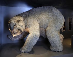 Diprotodonts - Giant Marsupials