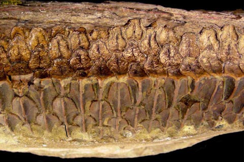 Typical Hadrosaur dental battery.