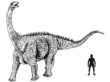 Alamosaurus scale drawing.